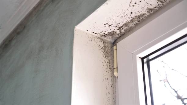 Home Mold Removal in Midway City, CA