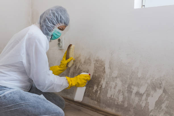 Best Black Mold Removal  in Midway City, CA