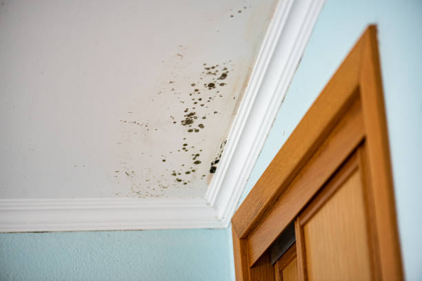 Best Residential Mold Removal  in Midway City, CA