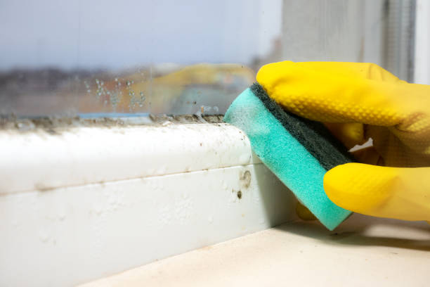 Best Attic Mold Removal  in Midway City, CA