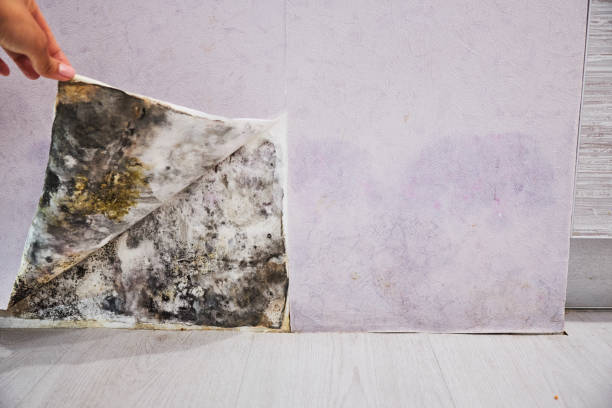 Best Certified Mold Removal  in Midway City, CA